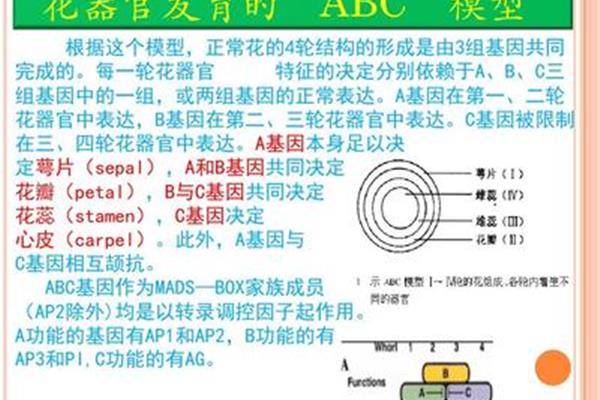 ABC模型