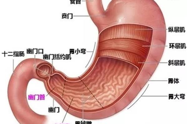 胃的运动形式