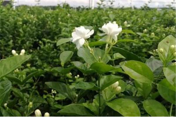 茉莉花养殖