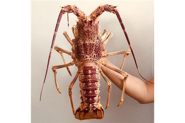 澳洲大龙虾的做法