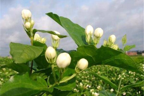茉莉花养殖