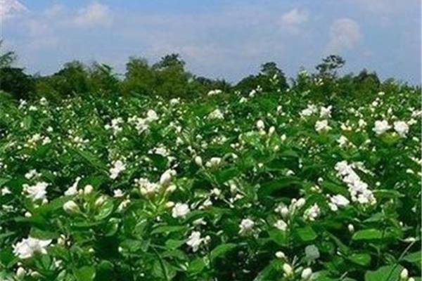 茉莉花养殖