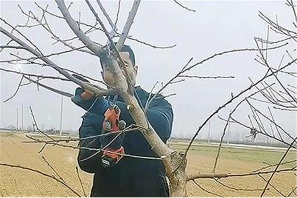 桃树修剪顺口溜