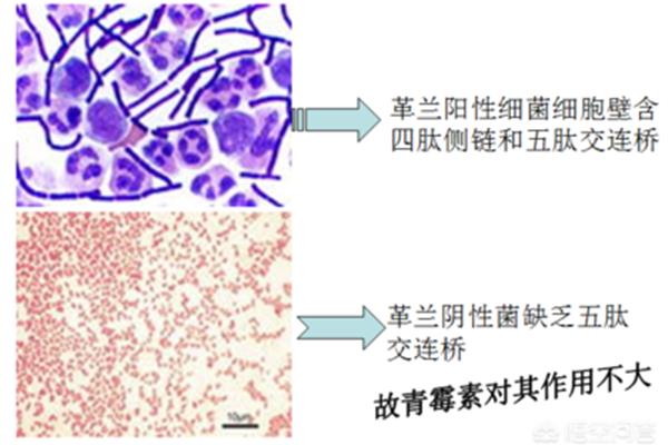 细胞壁作用