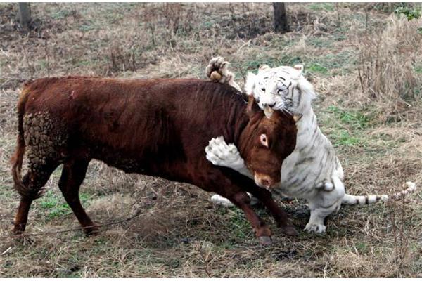 出生牛犊不怕虎
