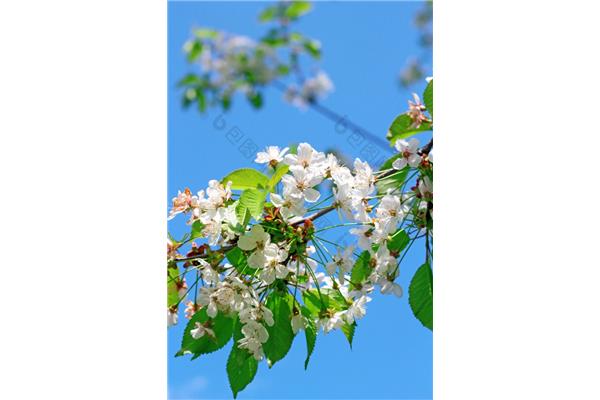 樱桃树的花