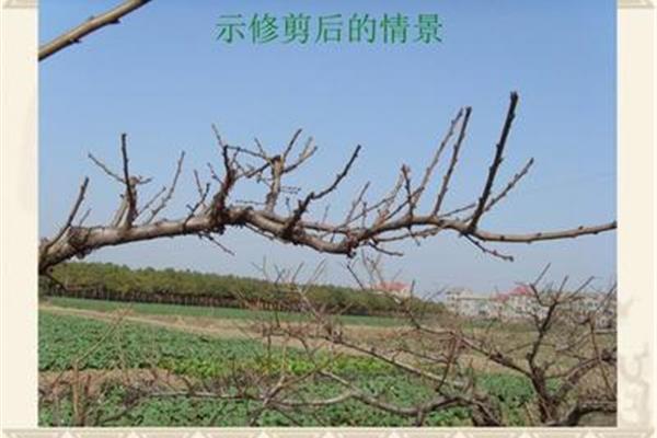 桃树修剪顺口溜