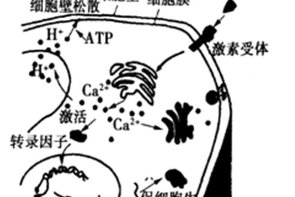 细胞壁作用