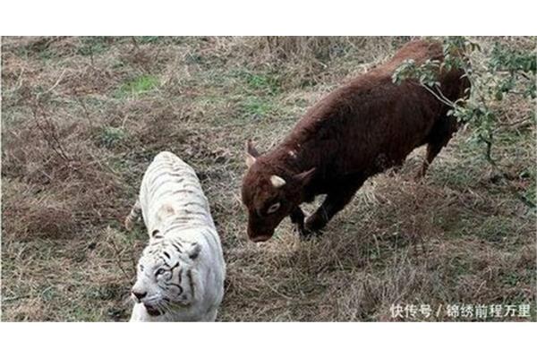 出生牛犊不怕虎