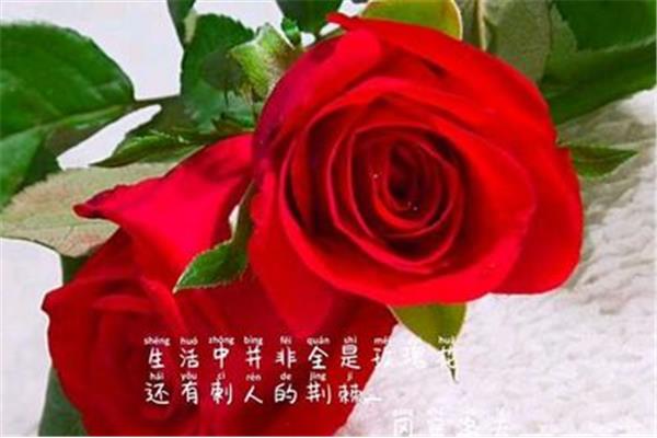 形容玫瑰的词语