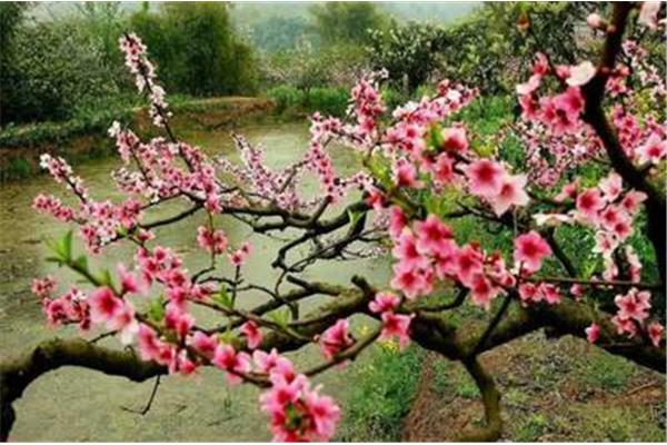 三月桃花笑春风