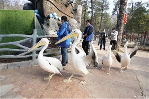 武汉野生动物园
