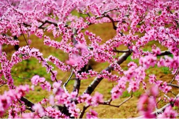 三月桃花笑春风