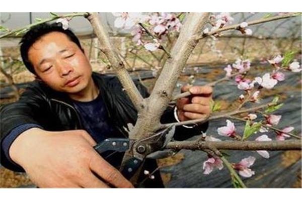 桃树修剪顺口溜