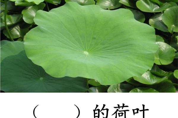 绿绿的荷叶像什么