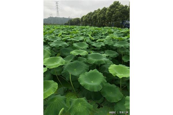 绿绿的荷叶像什么