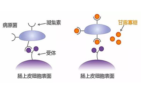 细胞壁作用