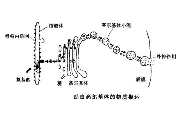 细胞壁作用