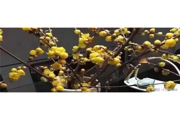 写腊梅的诗句