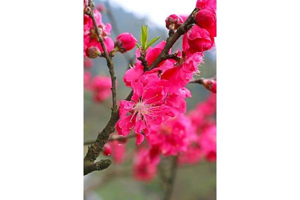 三月桃花笑春风