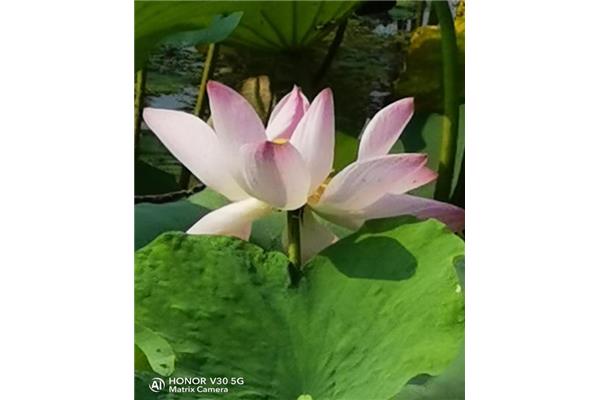 绿绿的荷叶像什么
