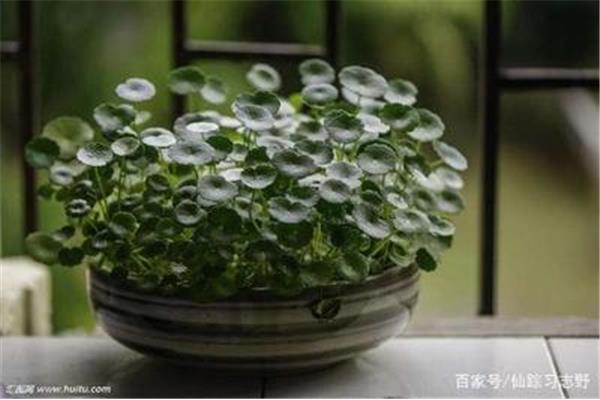 绿绿的荷叶像什么