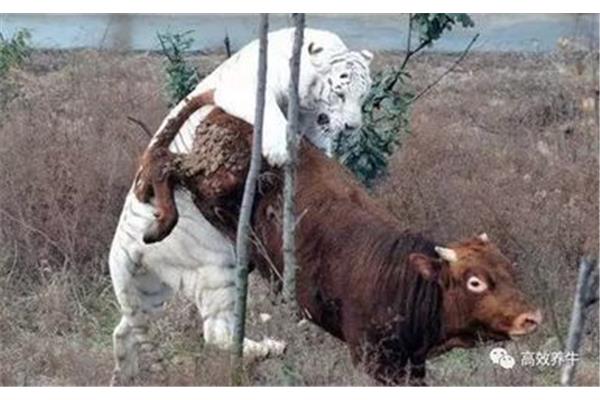 出生牛犊不怕虎