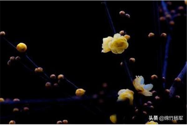 写腊梅的诗句