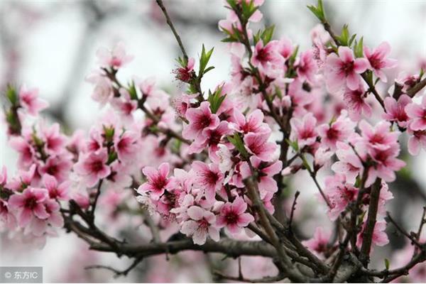 三月桃花笑春风
