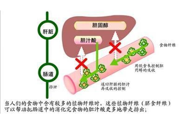 胆固醇高怎么降