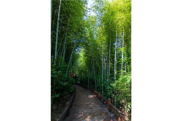 南山竹海多高