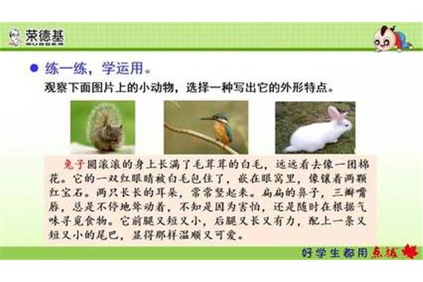 观察一种小动物