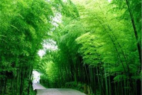 南山竹海多高