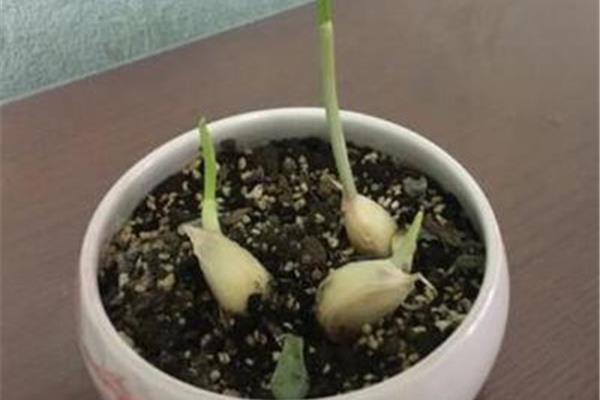 大蒜的生长过程