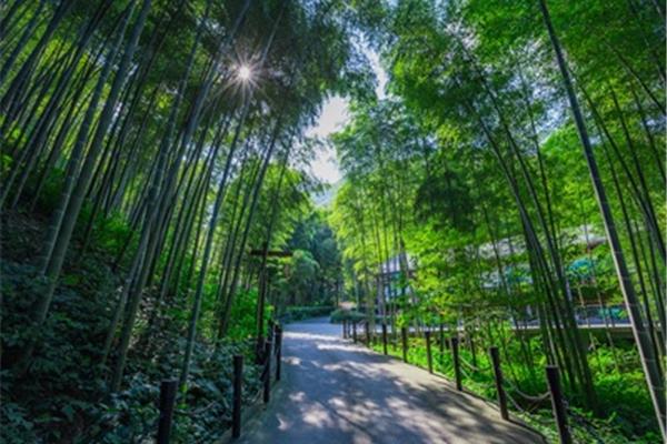 南山竹海多高