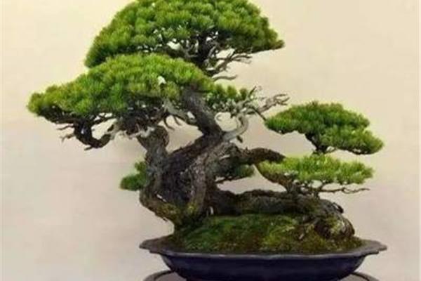 关于松树的诗句