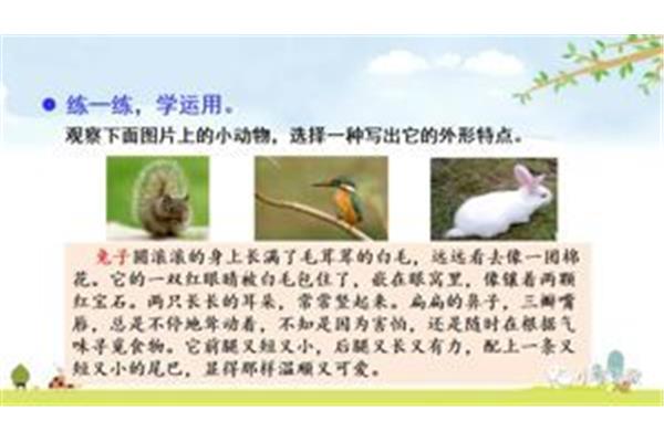 观察一种小动物