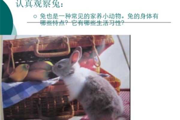 观察一种小动物
