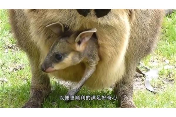 公袋鼠有育儿袋吗