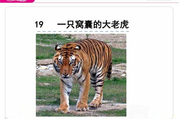 一只窝囊的大老虎