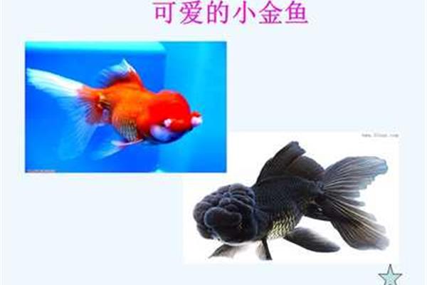 观察一种小动物