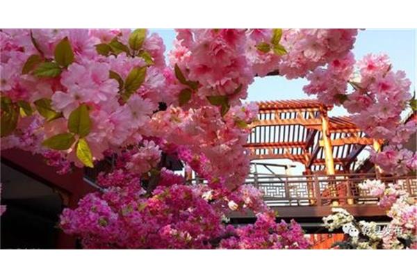 久久桃花综合