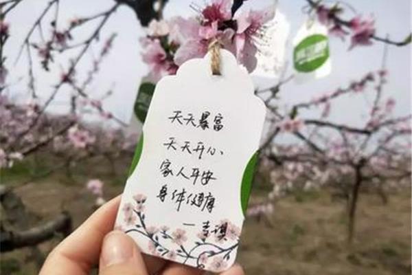 久久桃花综合