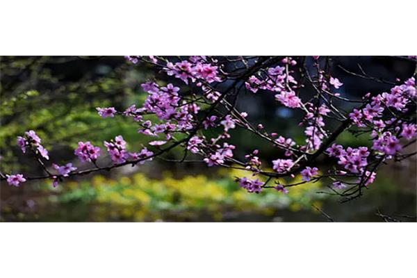 春风得意啥意思