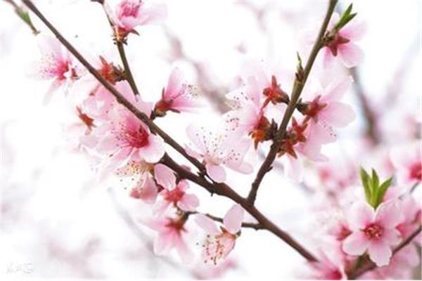 久久桃花综合