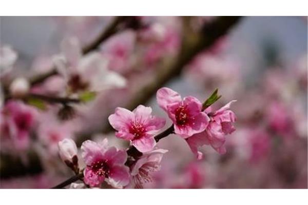 久久桃花综合