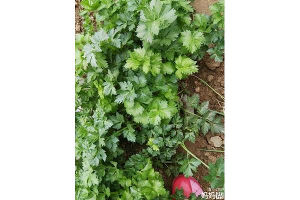 芹菜回奶吗