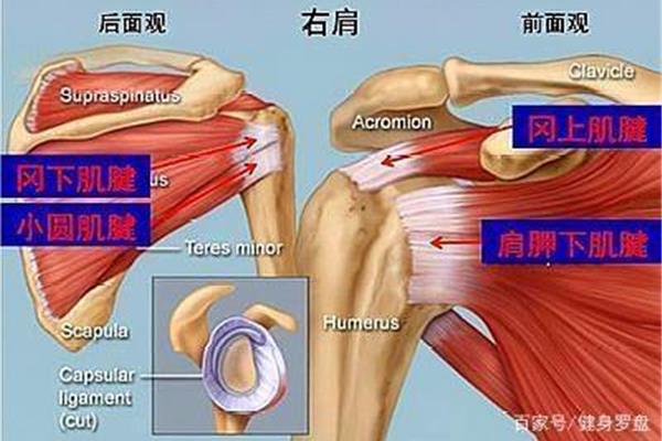 肌的辅助结构