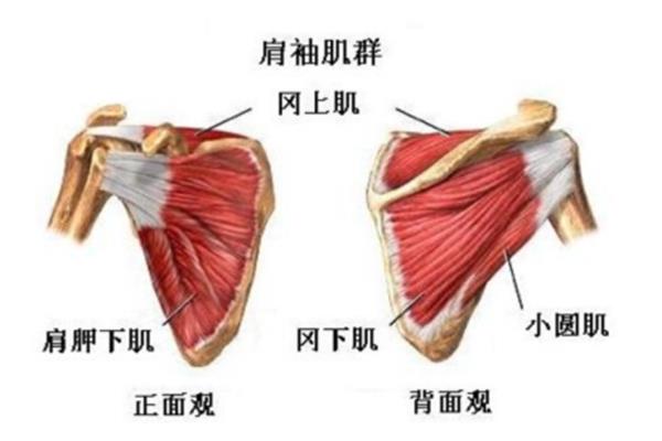 肌的辅助结构