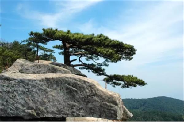 亭亭山上松